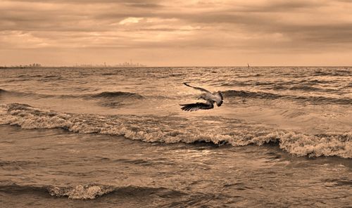 View of horse in sea at sunset