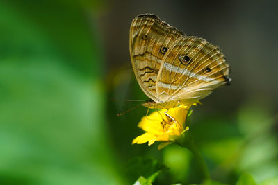 Close-up of butterfly pollinating on yellow flower