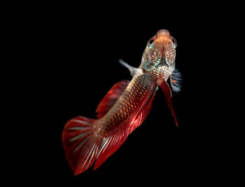 Close-up of fish swimming in sea