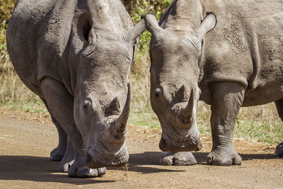 Side view of rhinoceros standing on field