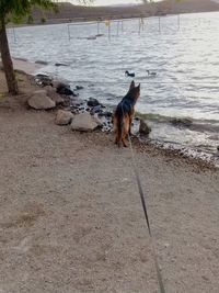 High angle view of dog running on beach