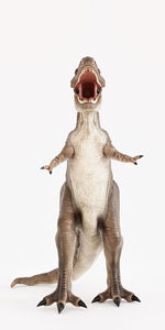 animal
