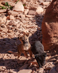 View of an animal sitting on rock