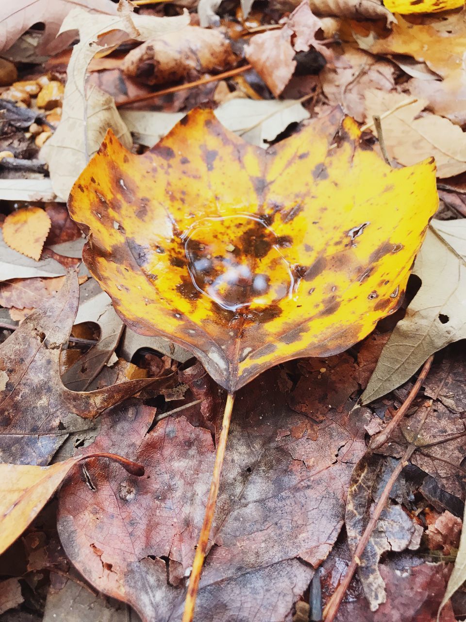 HIGH ANGLE VIEW OF YELLOW MAPLE LEAVES FALLEN ON DRY LEAF