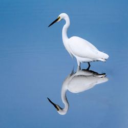 Great egret in lake