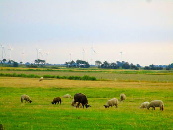 Flock of sheep on field