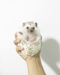 Cropped hand of man holding hedgehog against wall