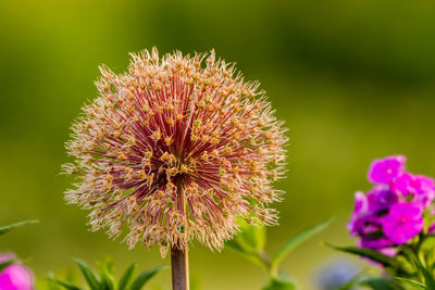 Close-up of pink flowering plant