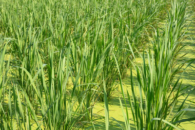 Full frame shot of corn field