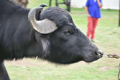 Close-up of black horse on field