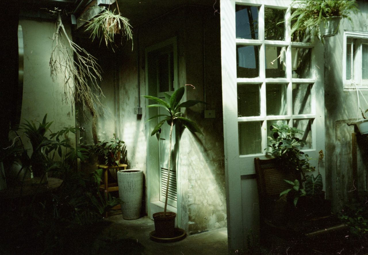 plant, architecture, window, potted plant, house, nature, built structure, building, no people, green, growth, building exterior, outdoors, residential district, day, door, entrance, houseplant, tree, front or back yard, leaf, home