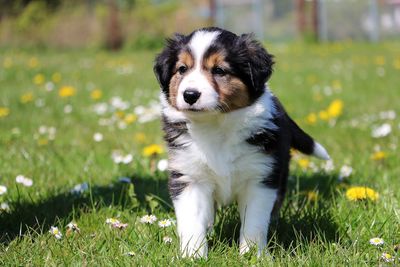 Close-up of dog on field