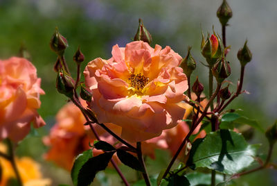Close-up of flowers blooming outdoors