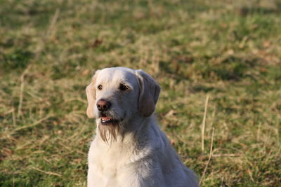 Close-up of dog on grass