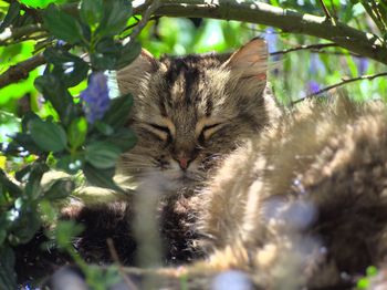 Cat sleeping under lush foliage