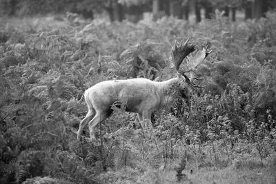 Deer standing in field