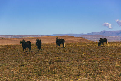 Horses in a field