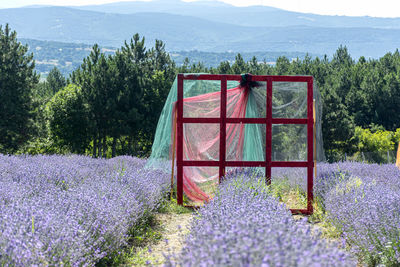 Scenic view of purple flowering plants on field