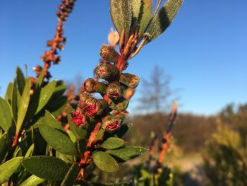 Close-up of flowering plant against sky