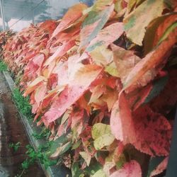 Close-up of leaves