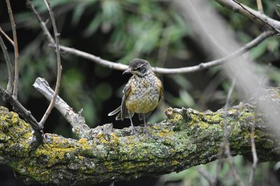 Close-up of bird perching on branch