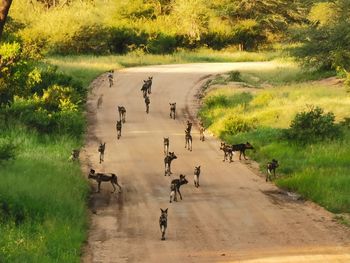View of african wild dogs on road