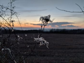 Close-up of bare tree against sky