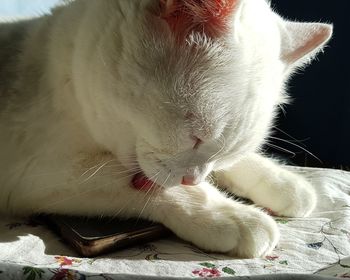 Close-up of cat sitting