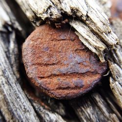 Close-up of tree trunk