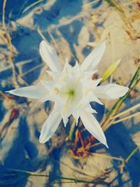 Close-up of white flower