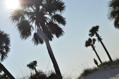 Low angle view of palm trees against sky