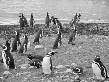 High angle view of birds on beach