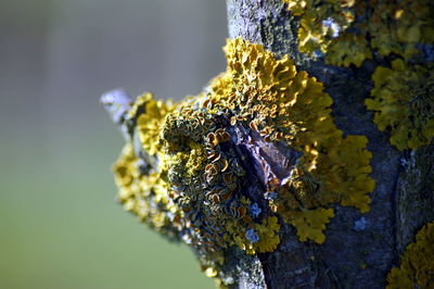 Close-up of lichen on yellow leaf