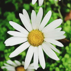 Close-up of white flower blooming outdoors