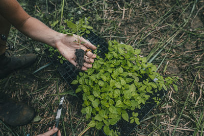 Cropped hand of person gardening