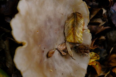 Close-up of dry leaves on land