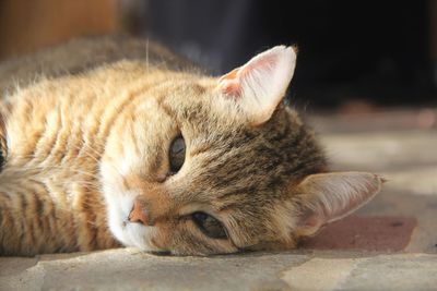 Close-up of ginger cat sleeping outdoors