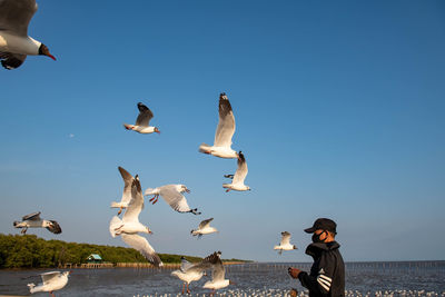 Seagulls flying in the sky, chasing after food that a tourist come to feed on them at bangpu.