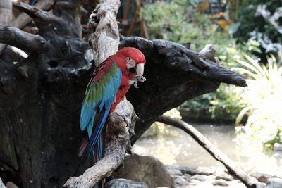 Close-up of parrot perching on tree
