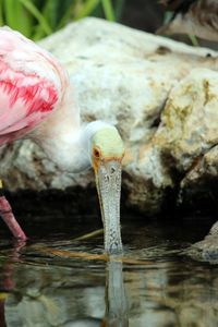 Close-up of bird drinking water