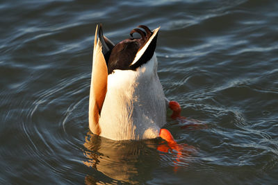 High angle view of fish swimming in lake