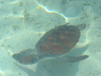 Fish swimming in sea