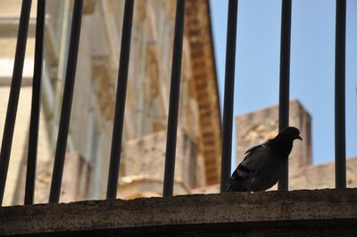 Bird perching on a wall