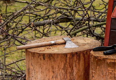 Close-up of wooden log on tree in forest