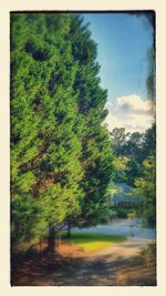 Trees growing on landscape