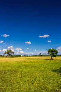 Scenic view of field against blue sky