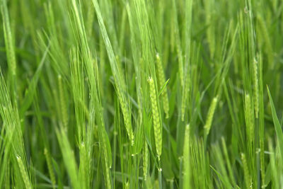 Full frame shot of crops growing on field