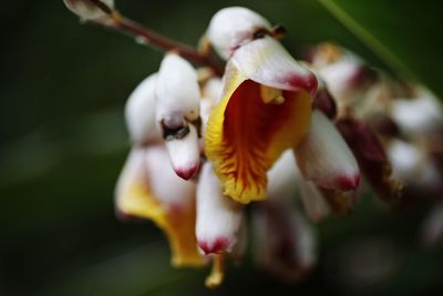 Close-up of fresh flowers blooming outdoors