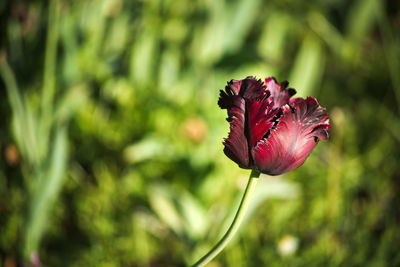 Close-up of red rose flower