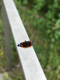 Close-up of ladybug on leaf